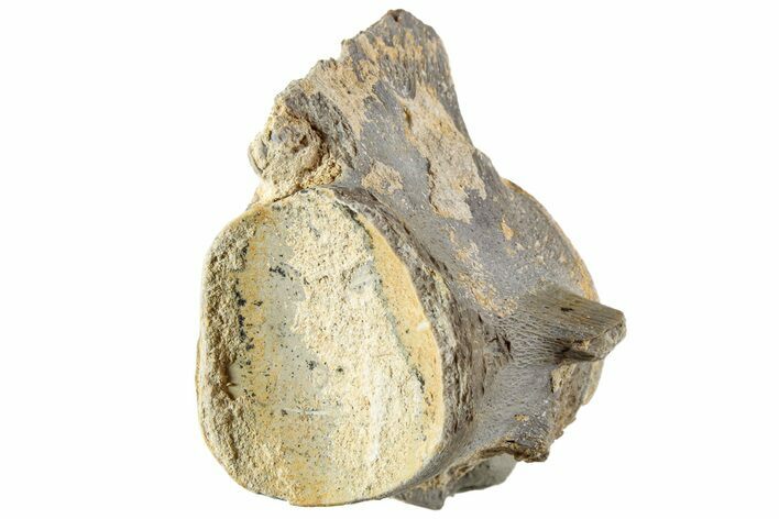 Fossil Mosasaur (Platecarpus) Caudal Vertebra - Kansas #229622